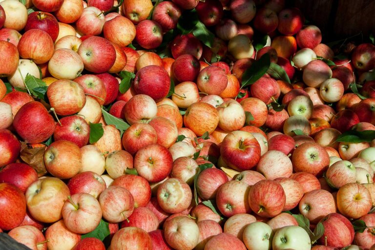 apples