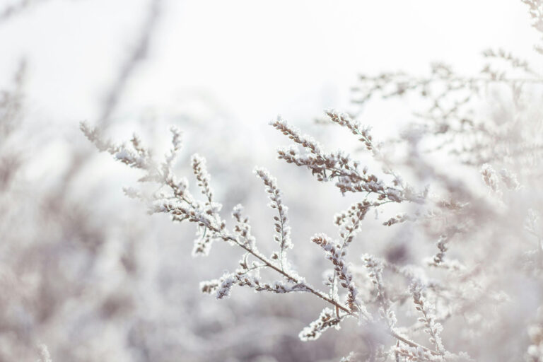 winter
